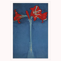 Künstlerpostkarte Mondrian - Amaryllis -